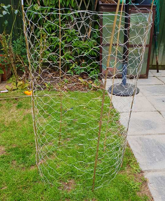 chicken-wire-tomato-cage-with-sticks-joined-together