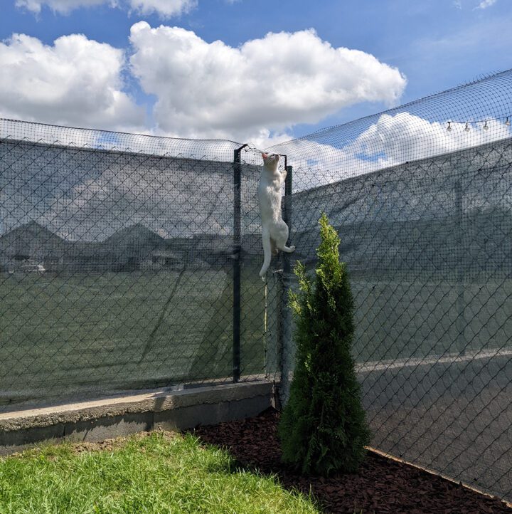 cat-trying-to-climb-cat-proof-fence