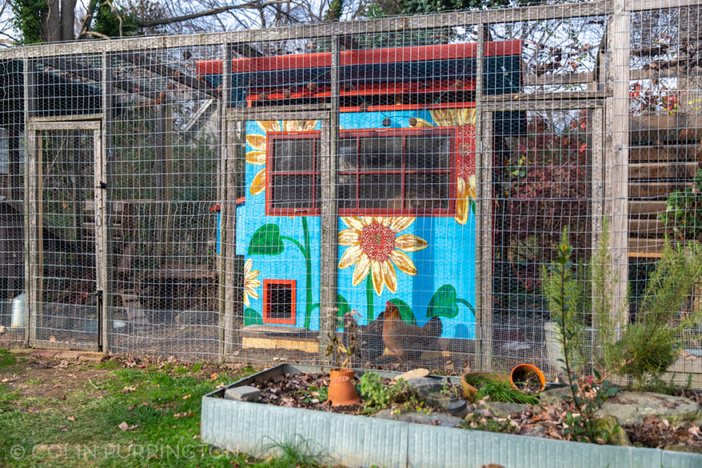 sunflower-coop