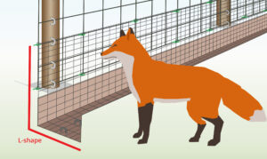 foxes-digging