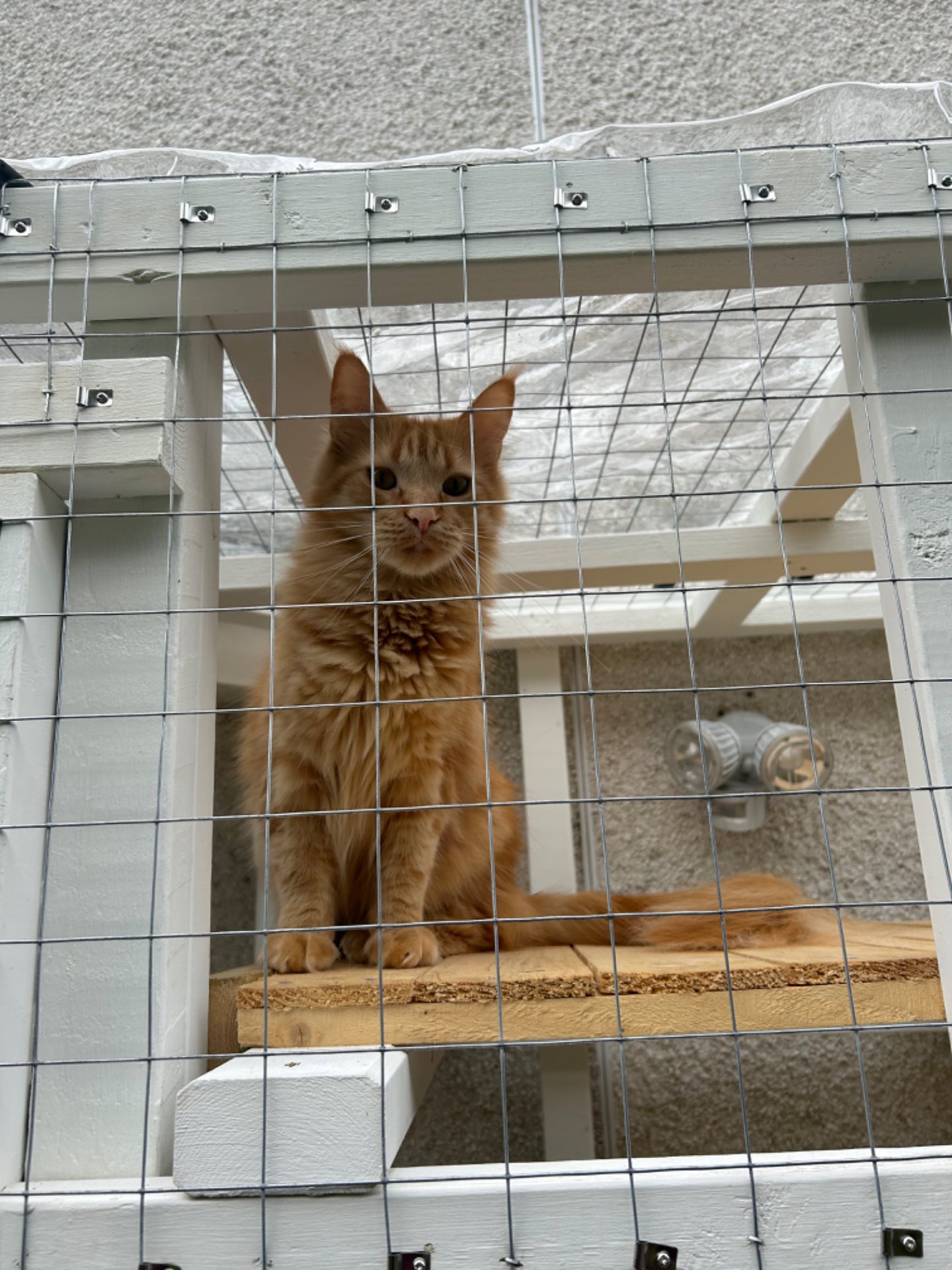 welded-mesh-catio-enclosure