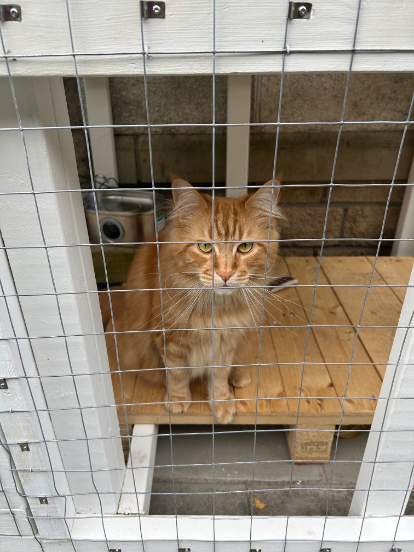 cat-in-catio
