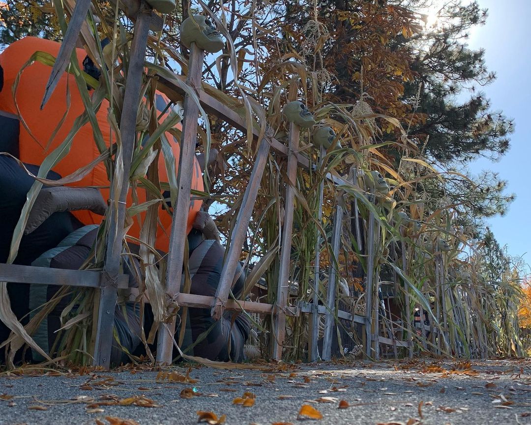 corn-stalk-fence
