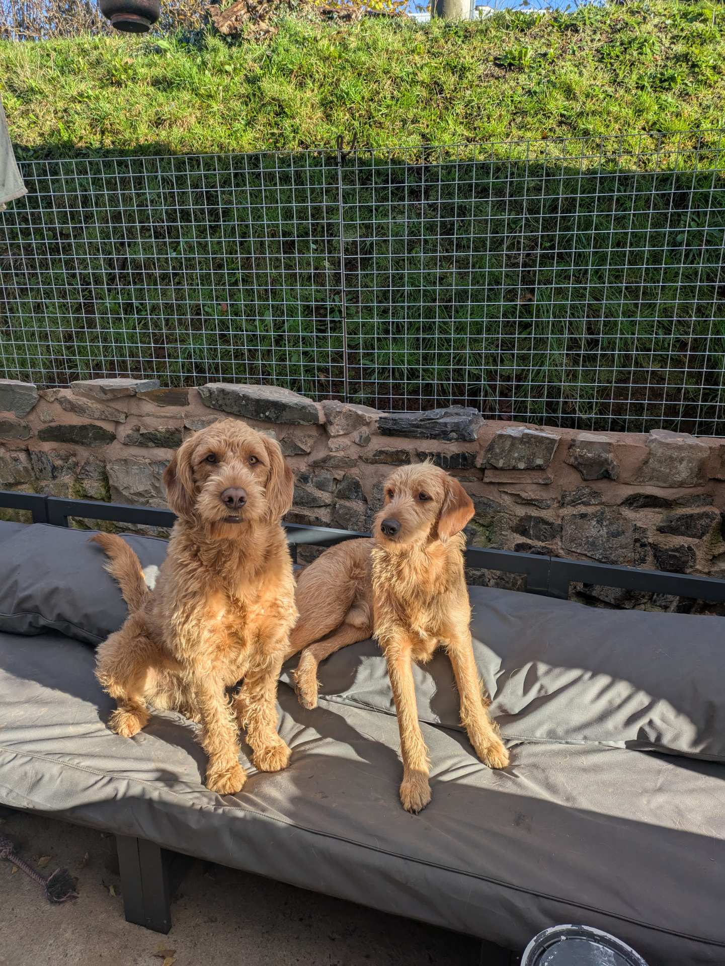 dog-panel-fence