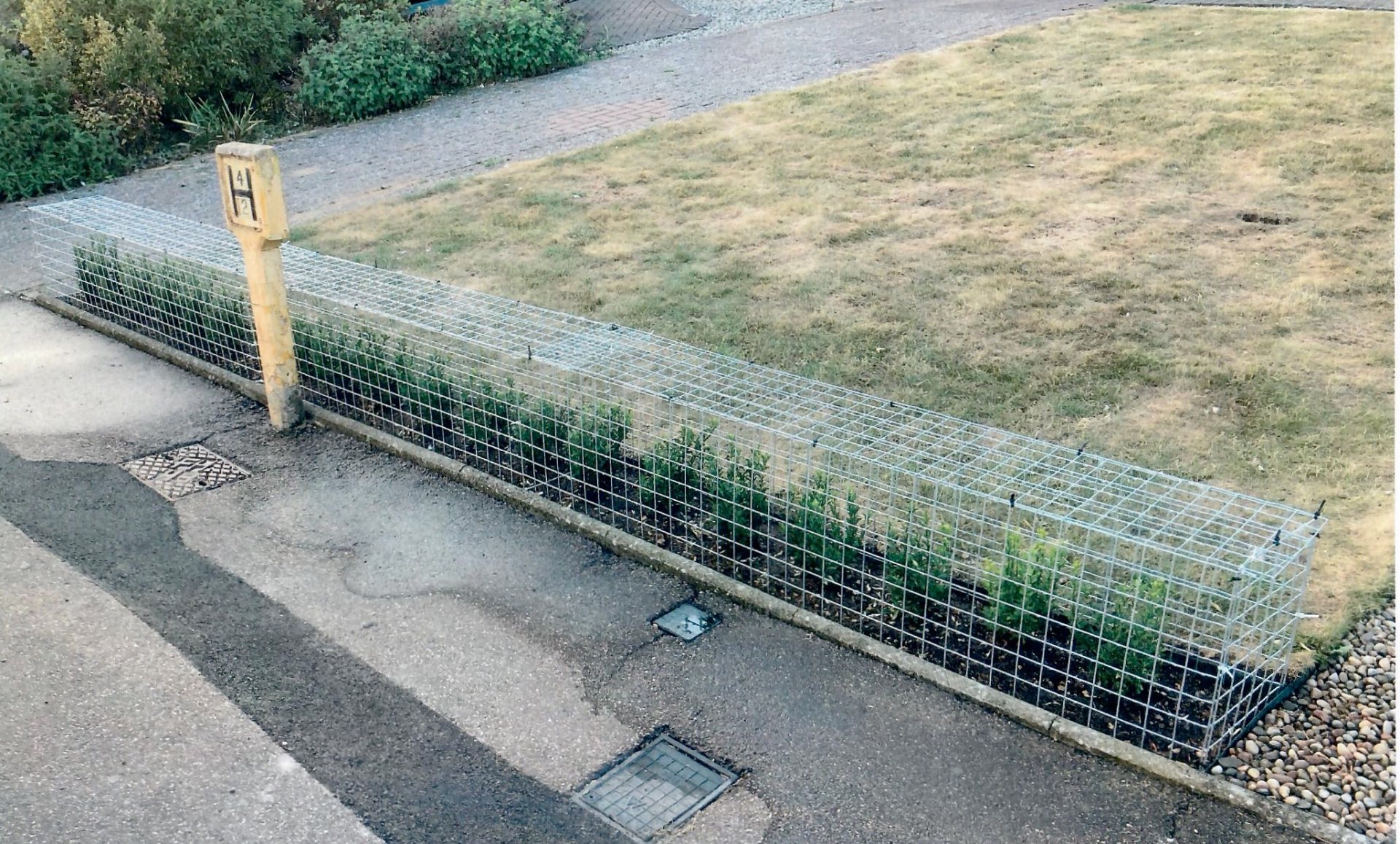 garden-galvanised-mesh-panel-hedge-guard
